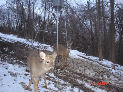 Young whitetail deer.